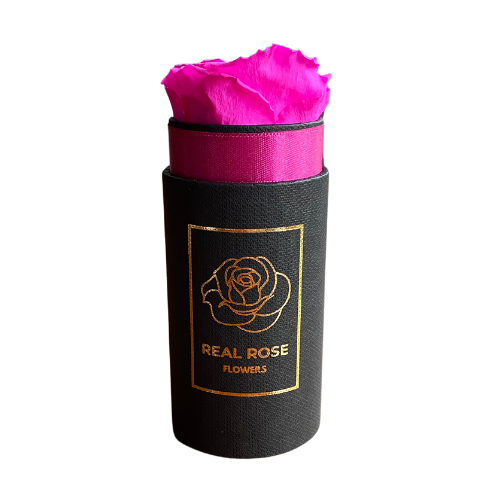1 Fuksja Wieczna Róża Czarny Flowerbox