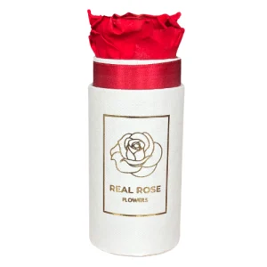 1 czerwona Wieczna-Roza bialy Flowerbox