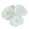 3 Białe Wieczne Róże Czarny Flowerbox