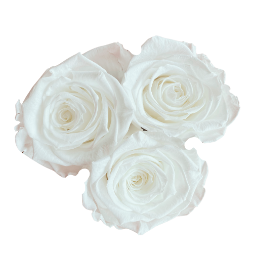 3 Białe Wieczne Róże Czarny Flowerbox