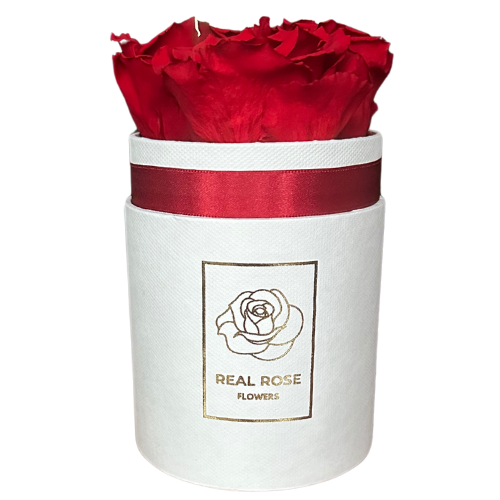 3 czerwone Wieczne Róże Biały Flowerbox