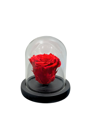 Czerwona wieczna róża pod kopułką